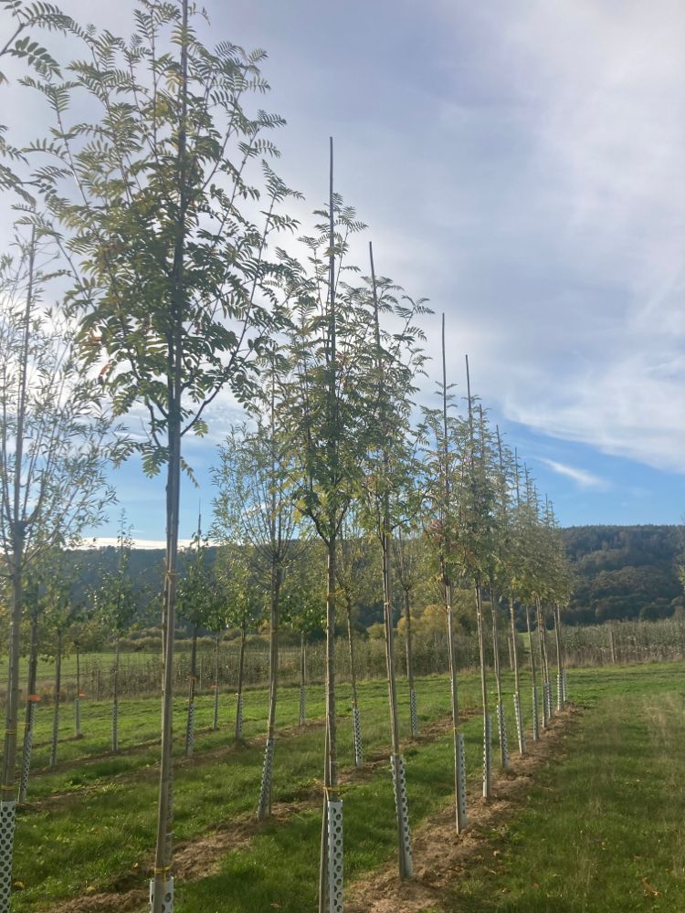Sorbus aucuparia Gewöhnliche Eberesche