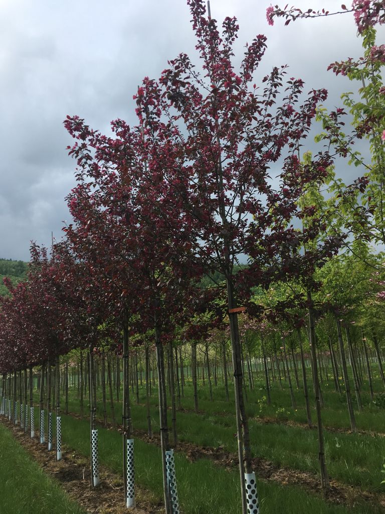 Malus 'Royalty' Zierapfel 'Royalty'