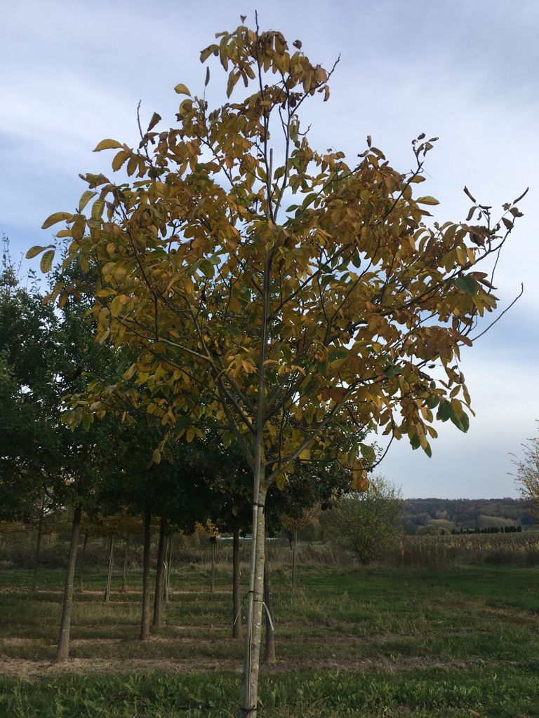 Juglans regia 'Mars' CAC Walnuss 'Mars'