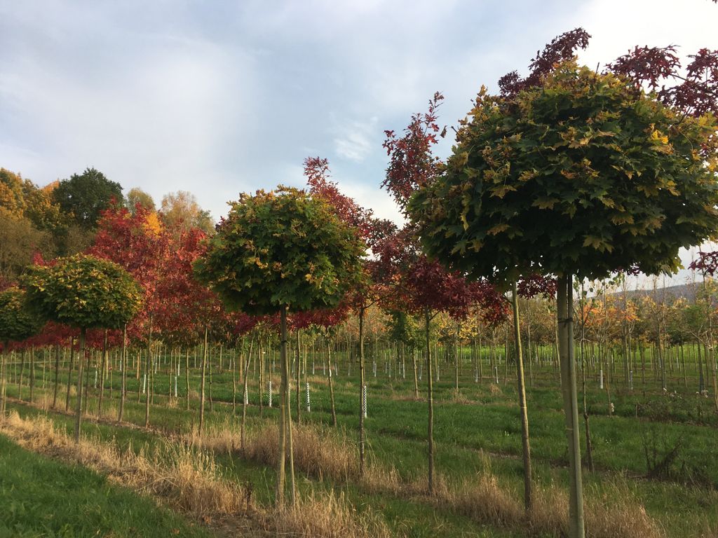 Acer platanoides 'Globosum' Kugelahorn 'Globosum'