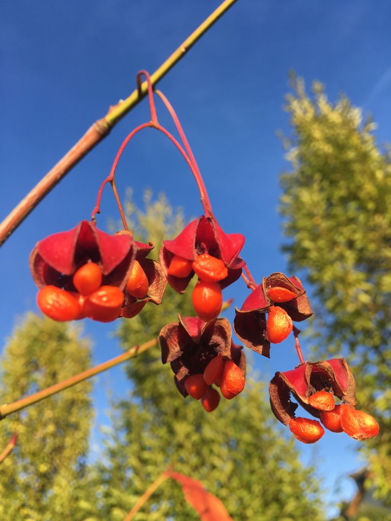 Euonymus planipes Großfr.Pfaffenhütchen