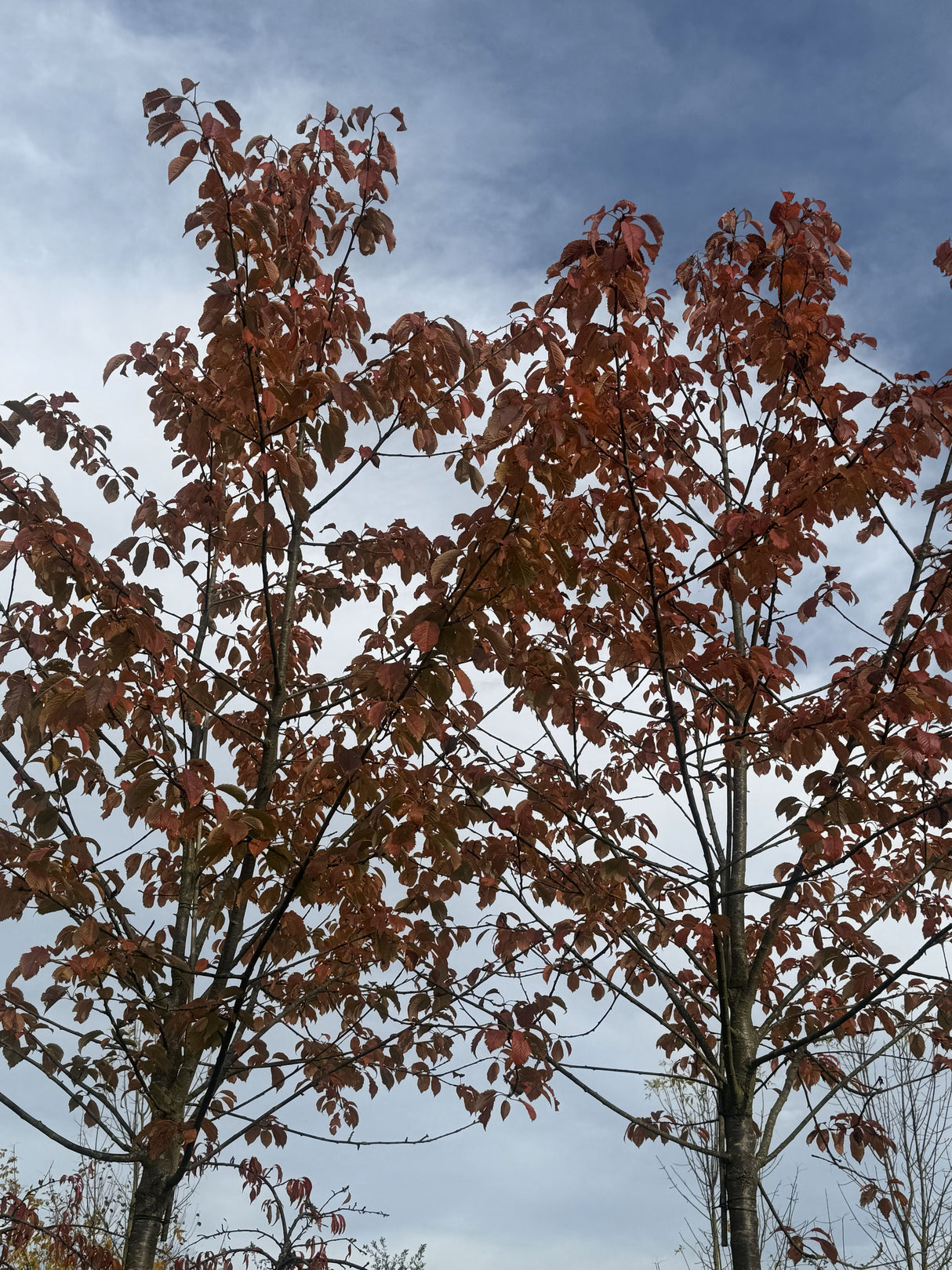 Prunus avium 'Plena' Gefülltblüh.Vogelkirsche