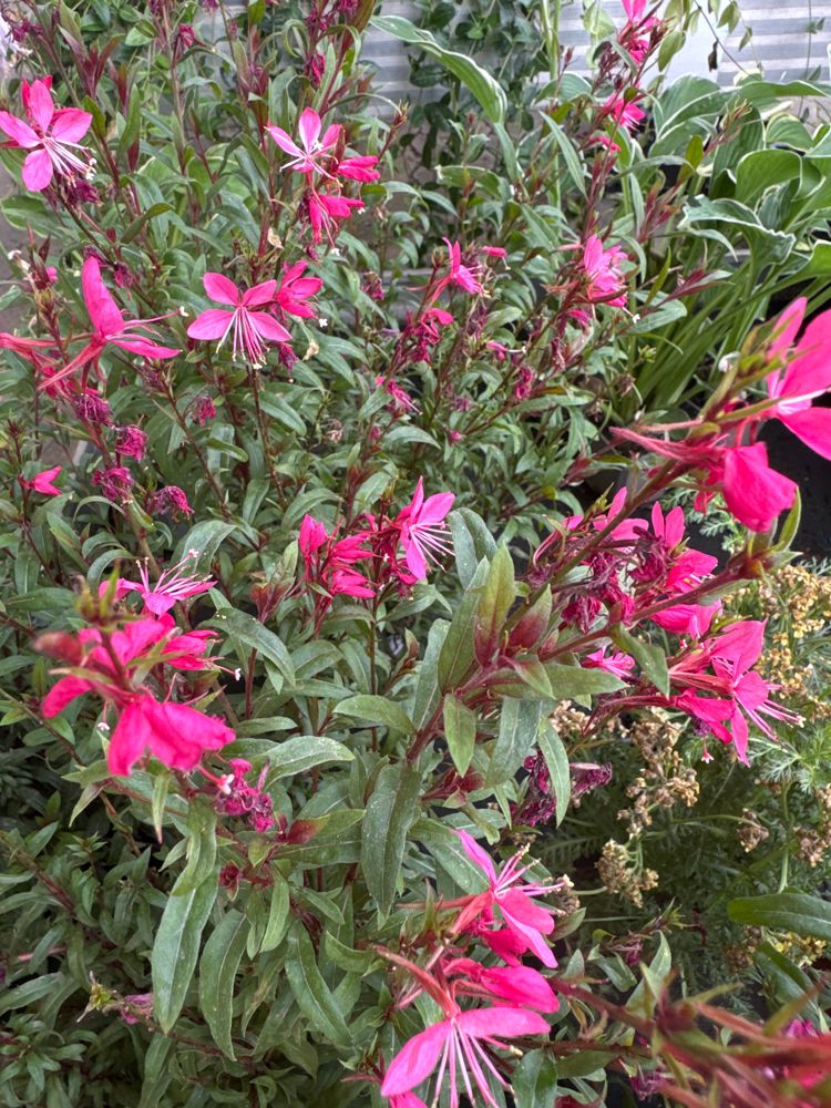 Gaura lindheimeri 'Siskiyou Pink' Prachtkerze