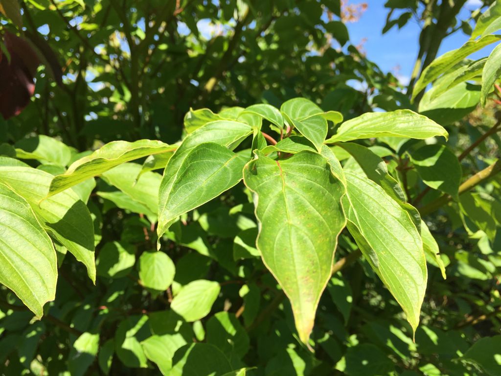 Cornus controversa Hoher Etagen-Hartriegel