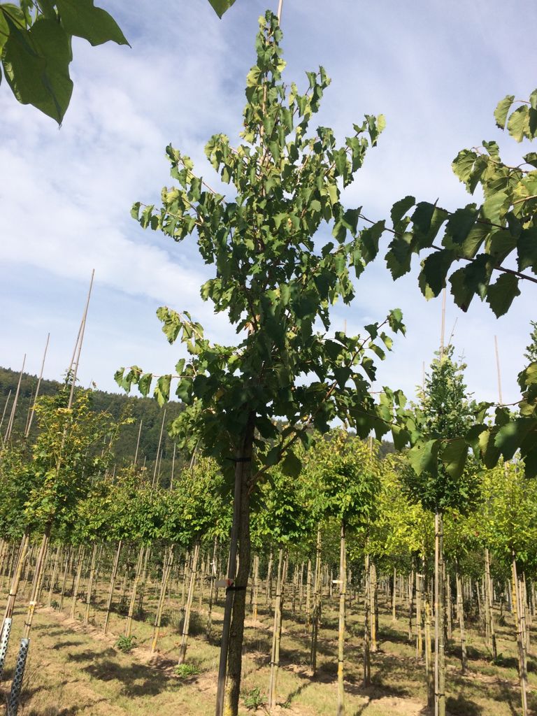 Corylus colurna Baumhasel