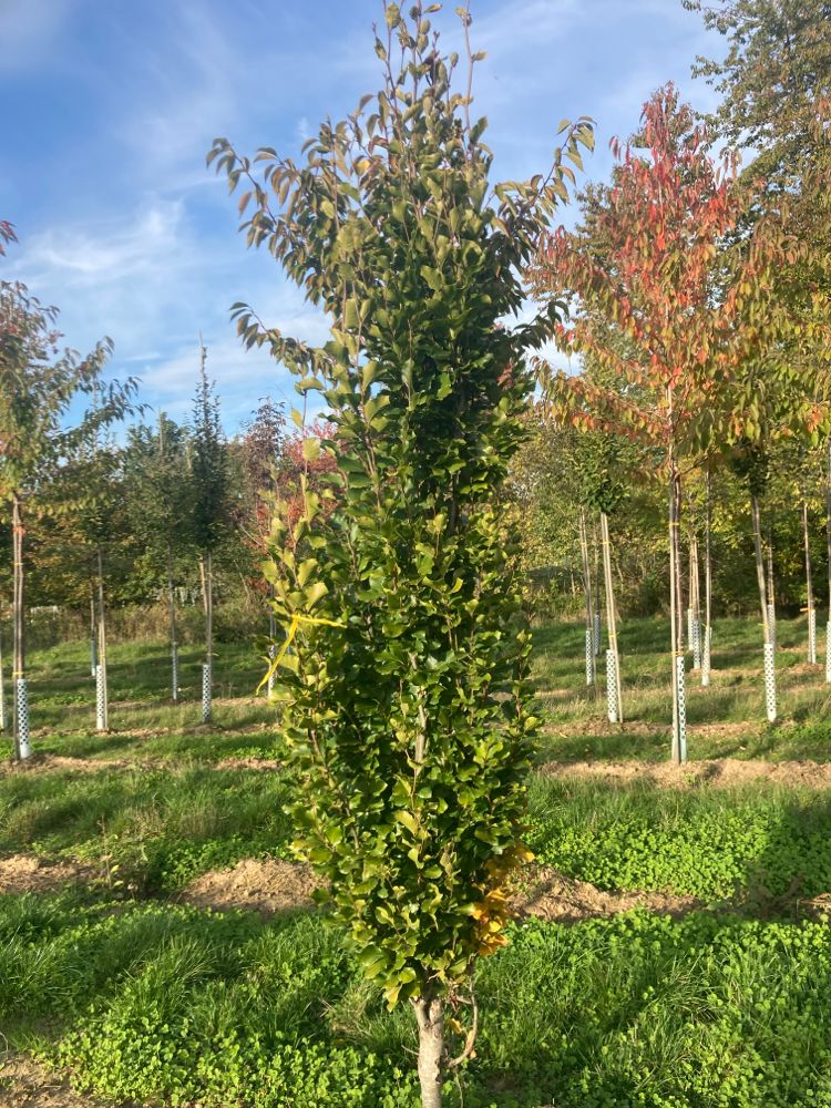 Fagus sylvatica 'Dawyck Gold' Säulen-Goldbuche 'Dawyck Gold'