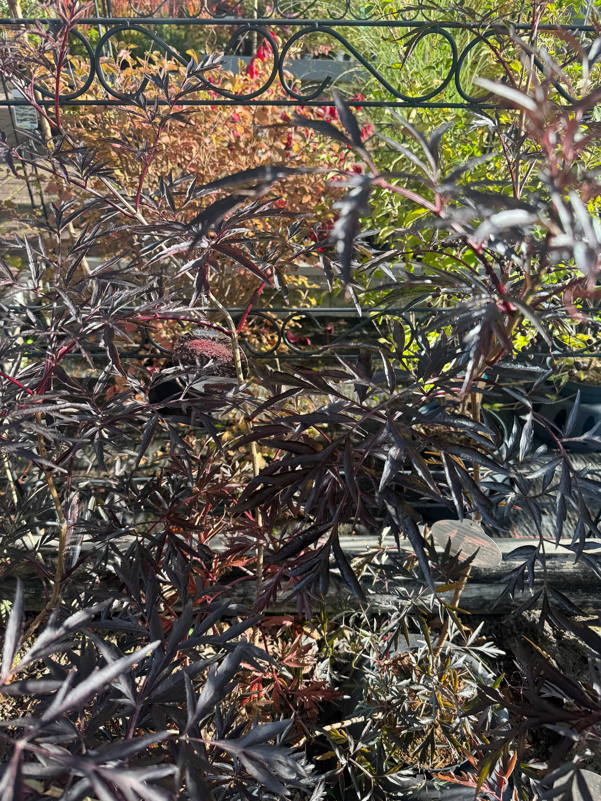 Sambucus nigra 'Black Lace' -R--S- Schwarzer Holunder 'Black Lace' -R--S-
