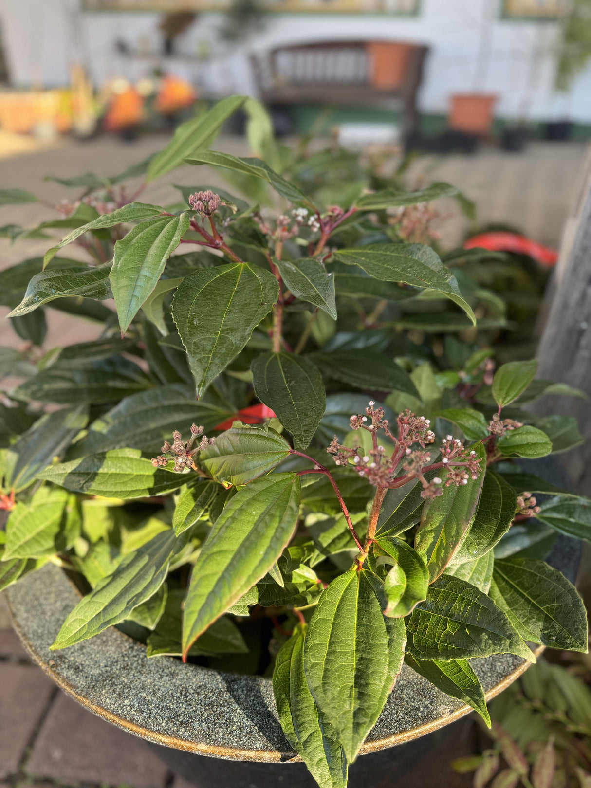 Viburnum davidii Immergr.Kissenschneeball