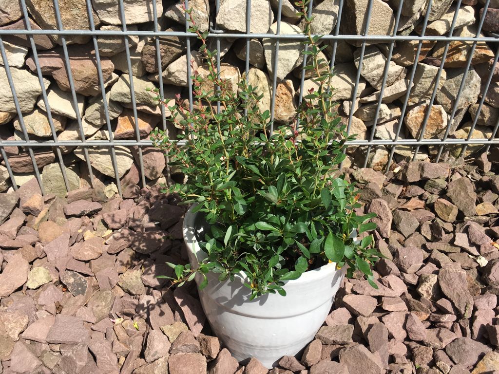 Berberis buxifolia 'Nana' Grüne Polsterberberitze