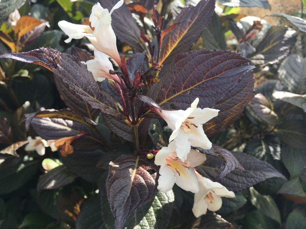 Weigela florida 'Ebony and Ivory' -R- Weigelie 'Ebony and Ivory' -R-