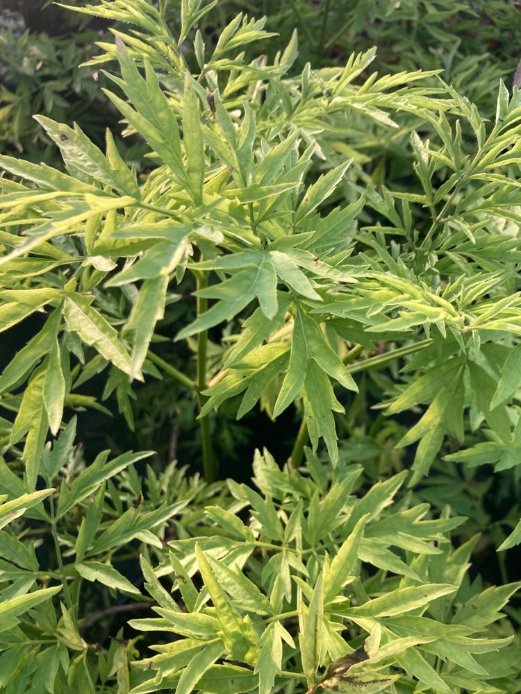 Sambucus nigra 'Golden Tower' Schwarzer Holunder 'Golden Tower'