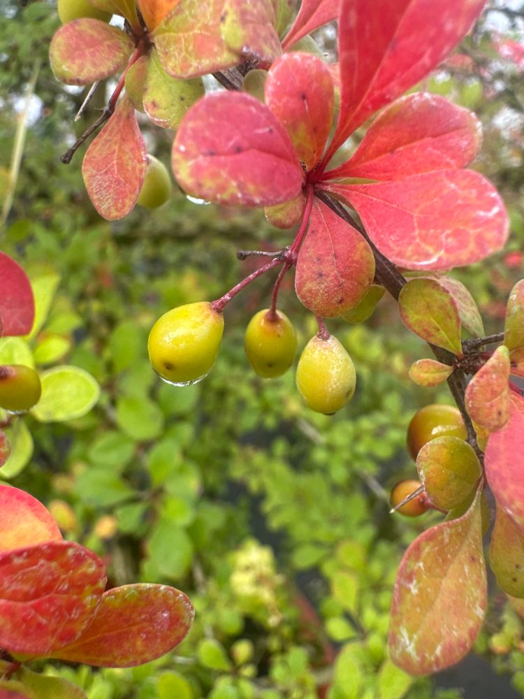 Berberis thunbergii Grüne Heckenberberitze