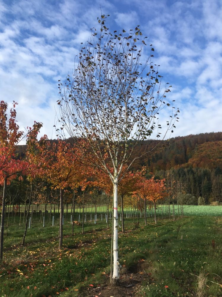 Betula jacquemontii Himalayabirke