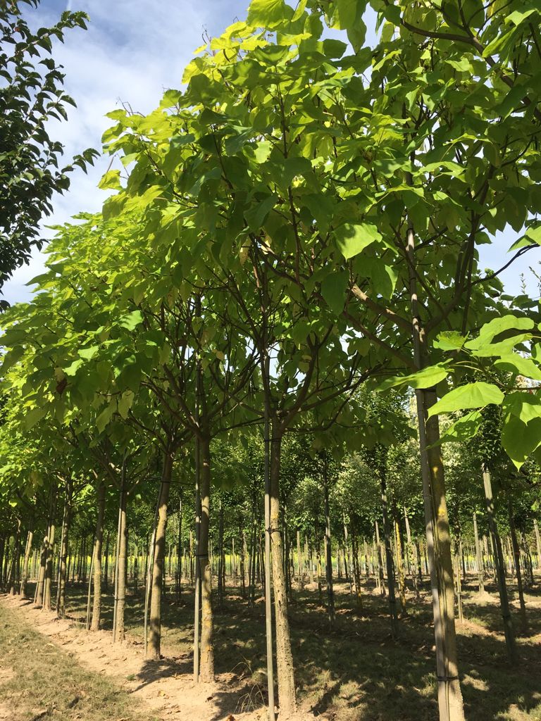 Catalpa bignonioides Trompetenbaum