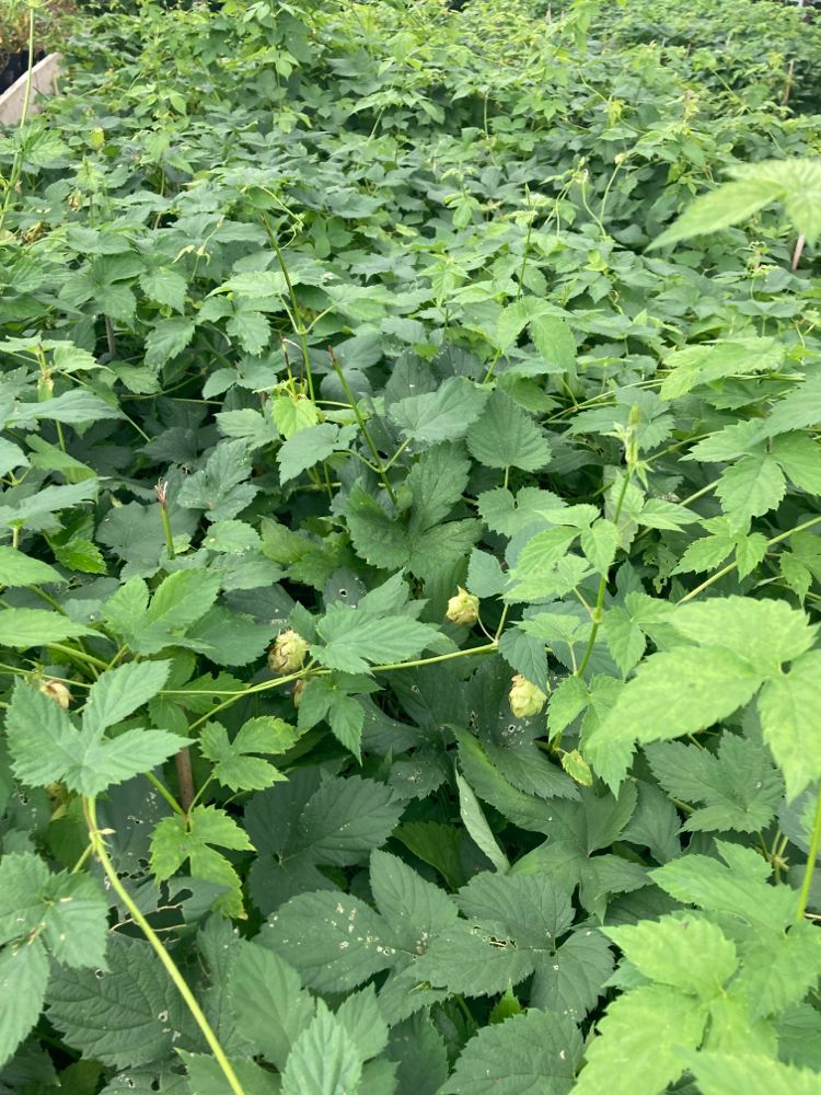 Humulus lupulus Wilder Hopfen