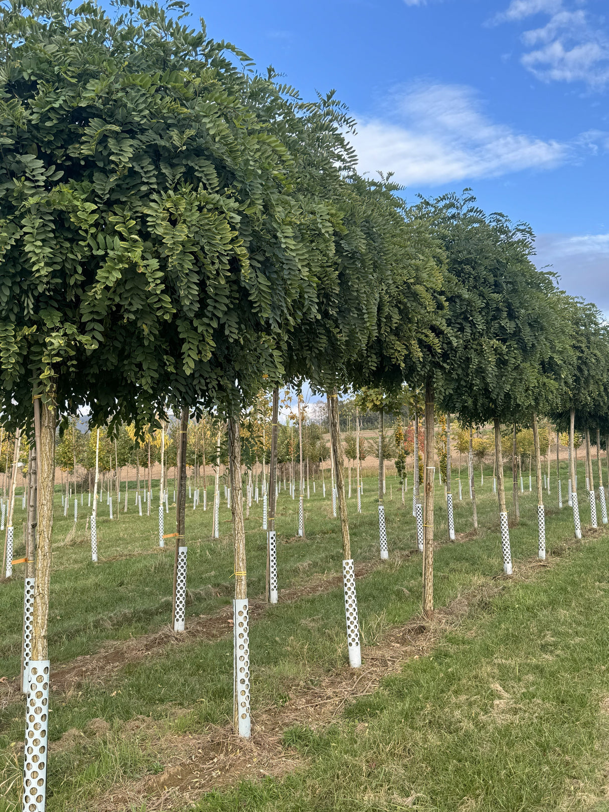 Robinia pseudoac.'Umbraculifera' Kugelakazie