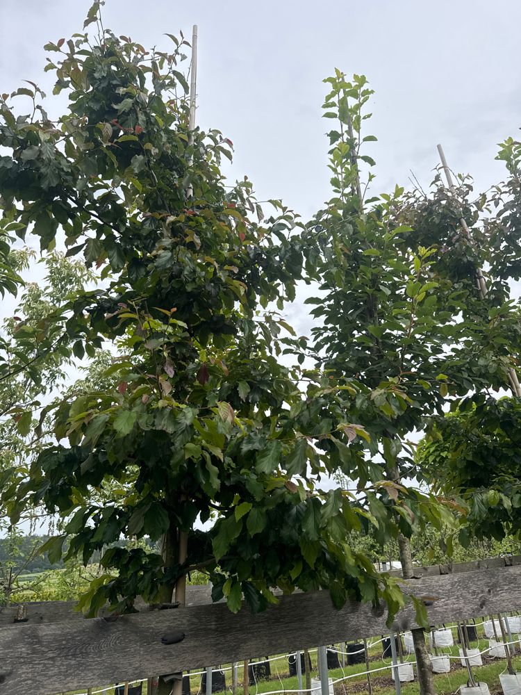 Parrotia persica 'Bella' Eisenbaum 'Bella'