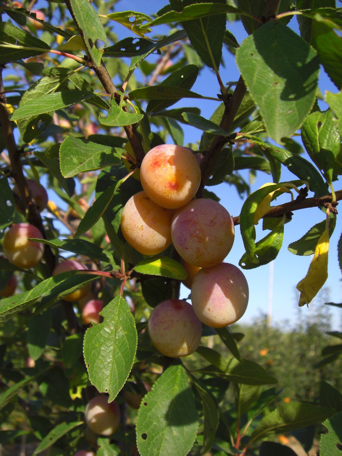Prunus dom.'Mirabelle von Nancy' CAC Zwetsche 'Mirabelle von Nancy'