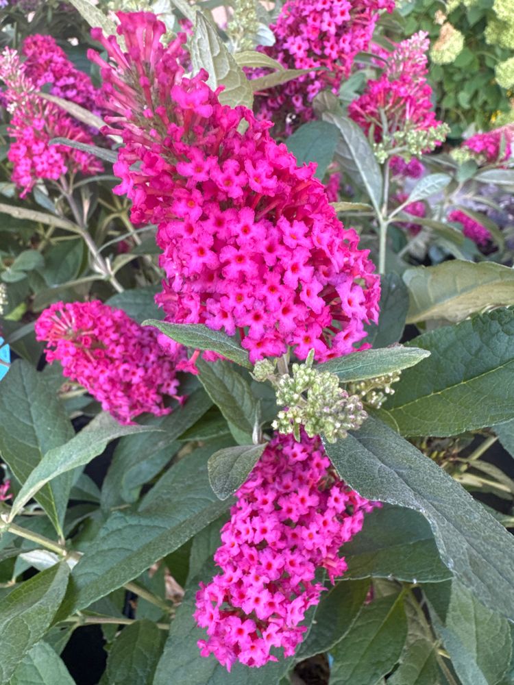 Buddleja dav. 'B. Candy' -R- Little Ruby Sommerflieder 'B. Candy' -R- Little Ruby