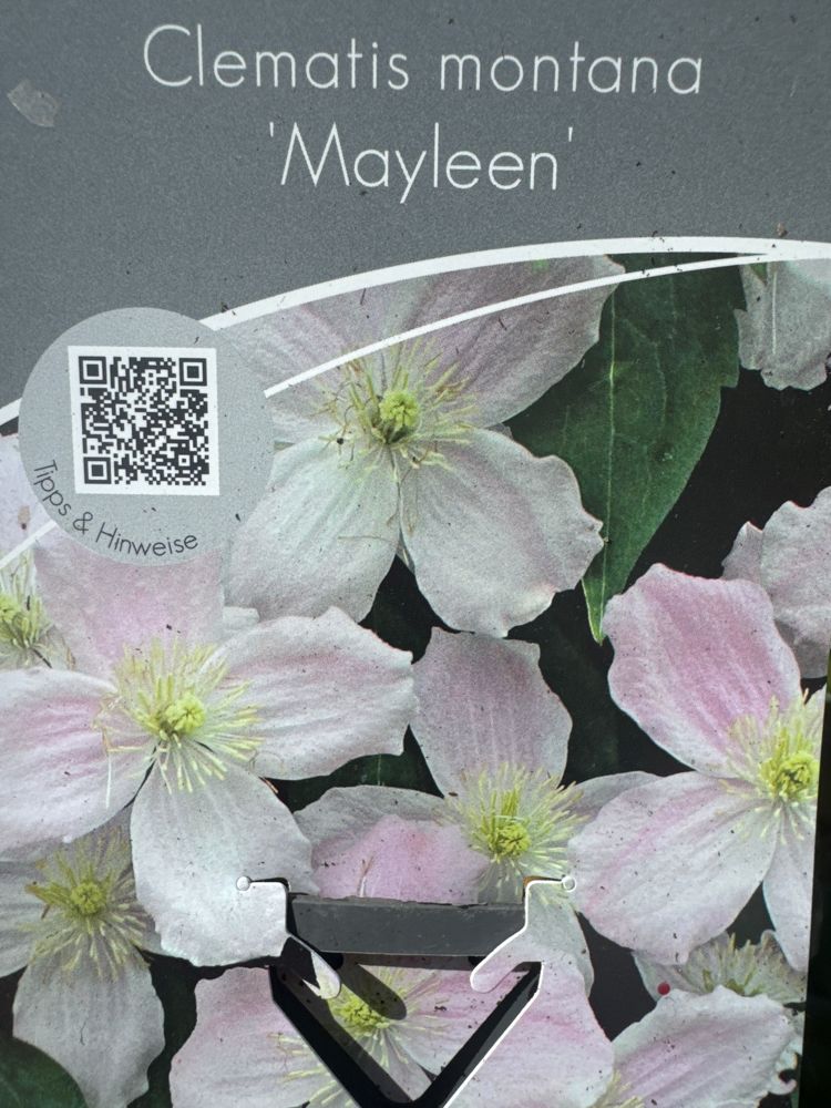 Clematis montana 'Mayleen' Berg-Waldrebe 'Mayleen'