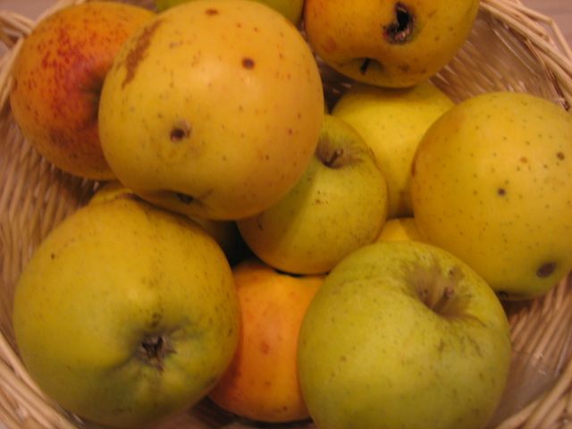 Malus 'Zuccalmagliorenette' CAC Apfel 'Zuccalmagliorenette' mittel