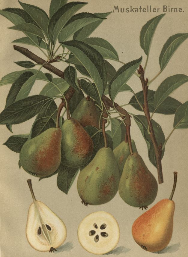 Pyrus com.'Späte Muskatellerbirne' CAC Birne 'Späte Muskatellerbirne' mittel