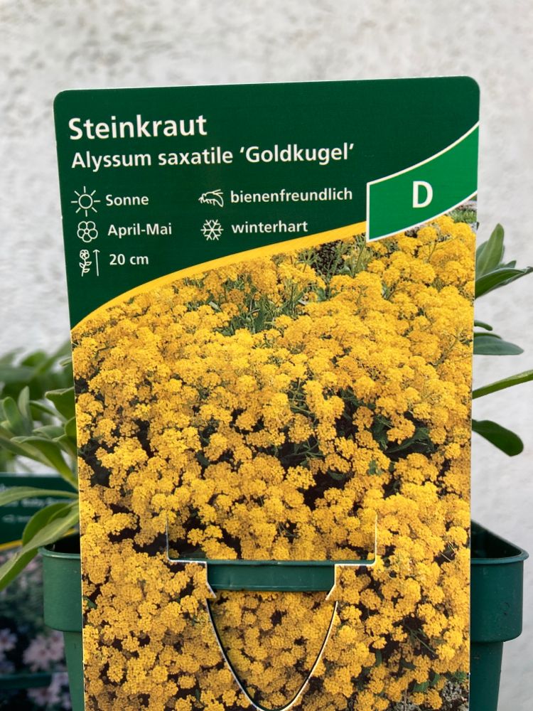 Aurinia saxatilis 'Goldkugel' Felsen-Steinkresse