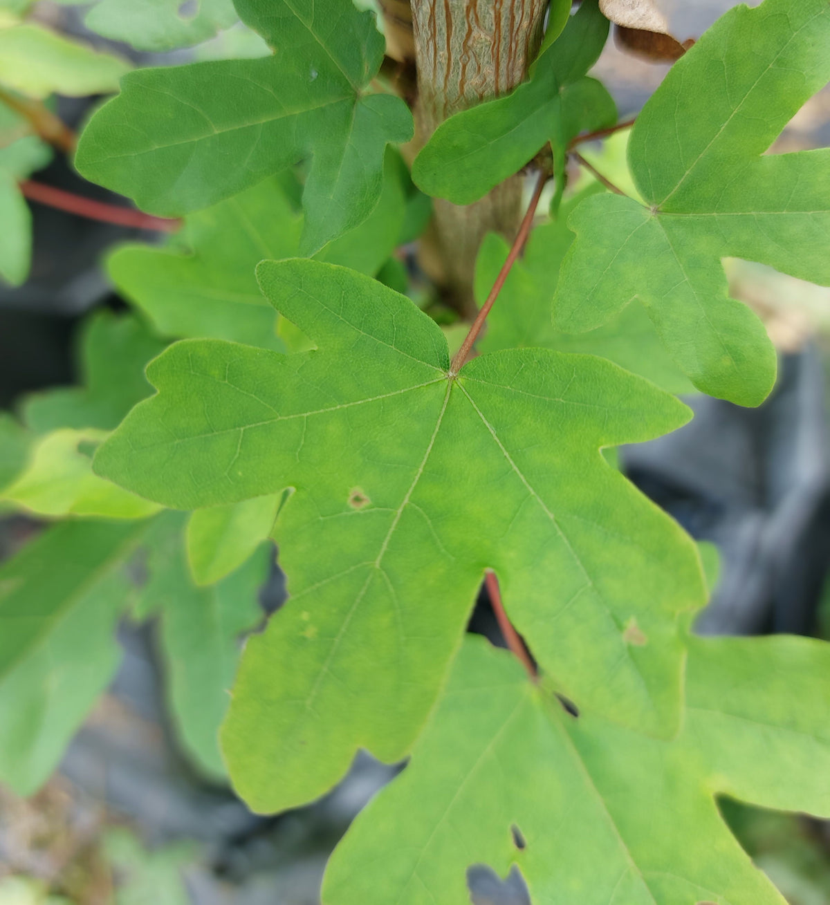 Acer campestre 'Huibers Elegant' Feldahorn