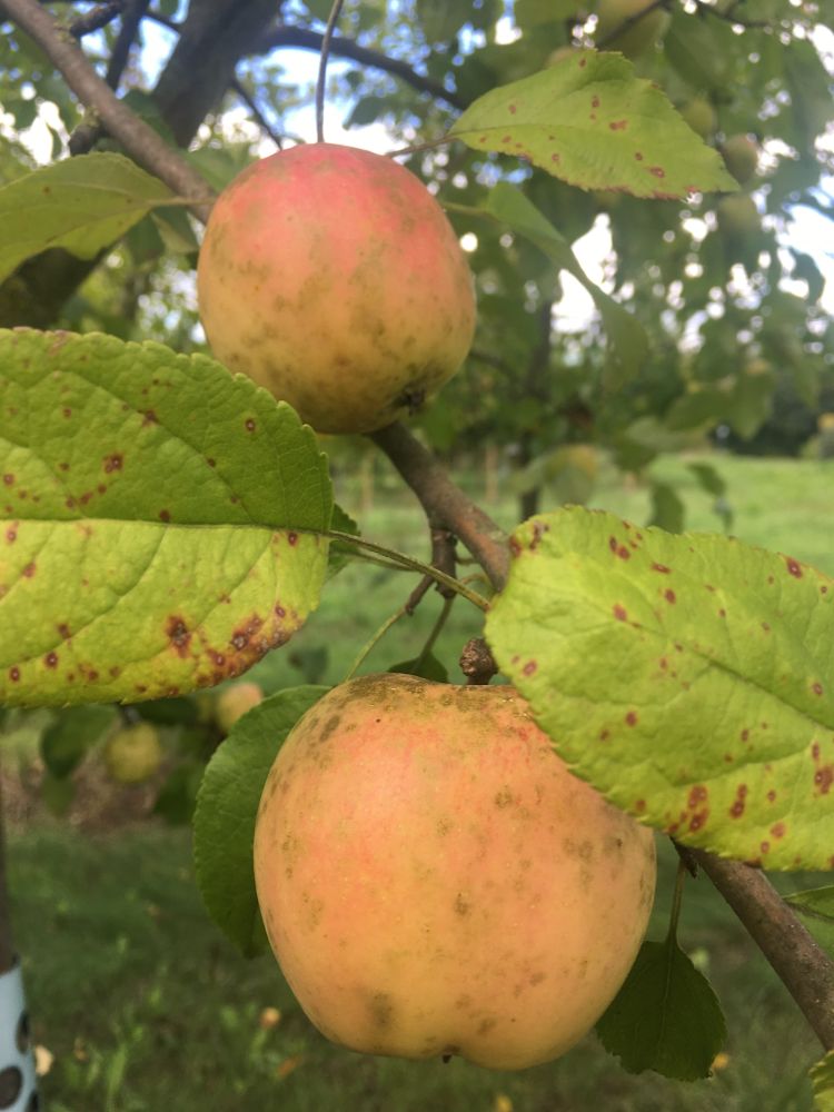 Malus 'Resista' -S- CAC Apfel 'Resista' -S-
