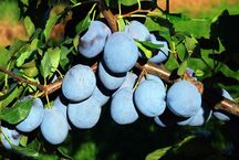 Prunus dom.'Blue Frost' -R- CAC Zwetsche 'Blue Frost' -R-