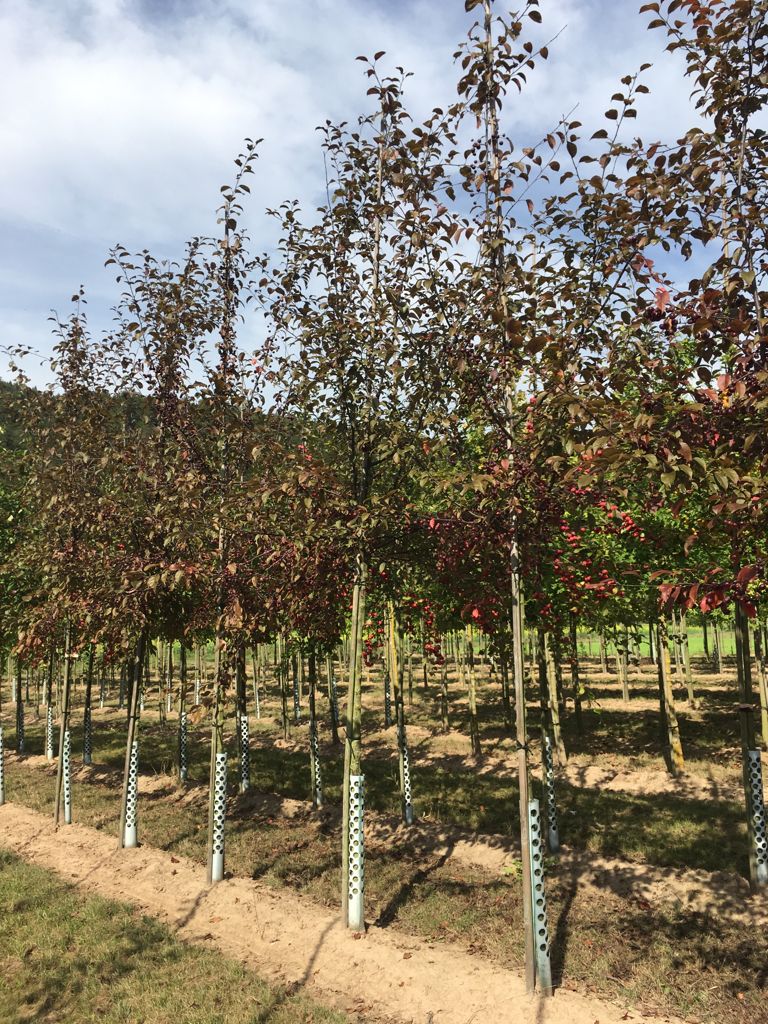 Malus 'Coccinella' -R- Zierapfel 'Coccinella' -R-
