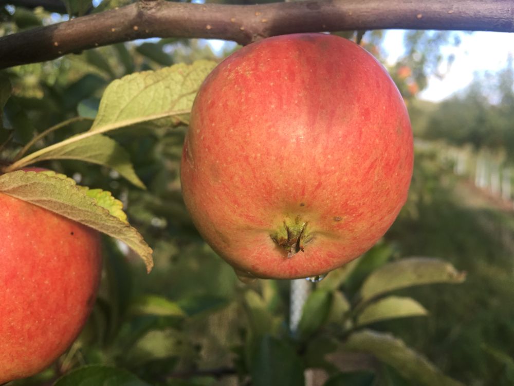 Malus 'Braeburn Typ Schneider' CAC Apfel 'Braeburn Typ Schneider' mittel