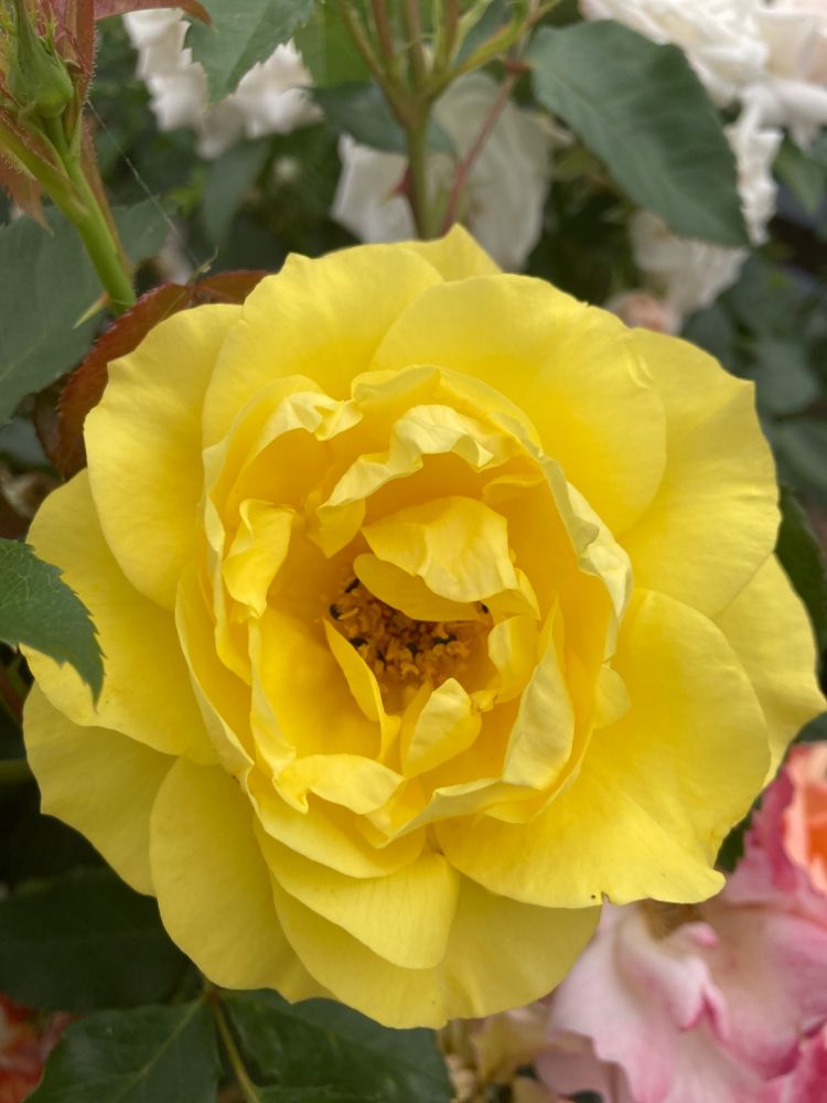 Rosa 'Friesia' -R- BT III Beetrose 'Friesia' -R-