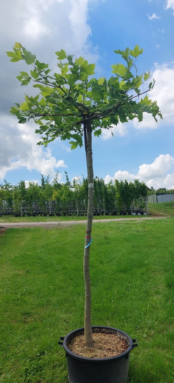Platanus hispanica Platane