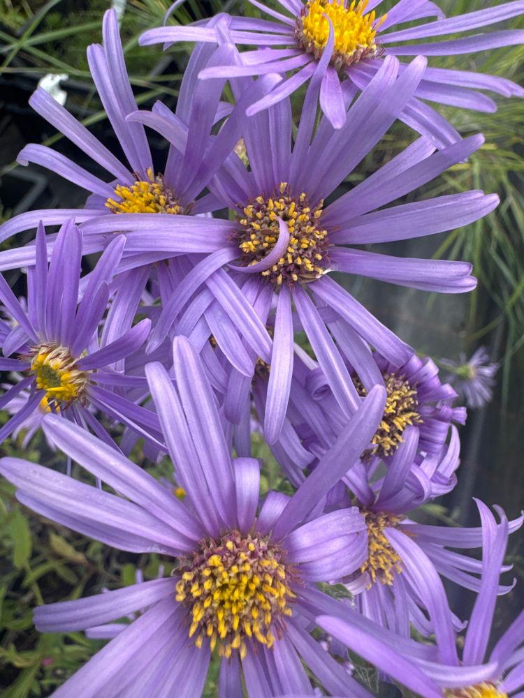 Aster amellus 'Rudolf Goethe', gen. Sommer-Aster