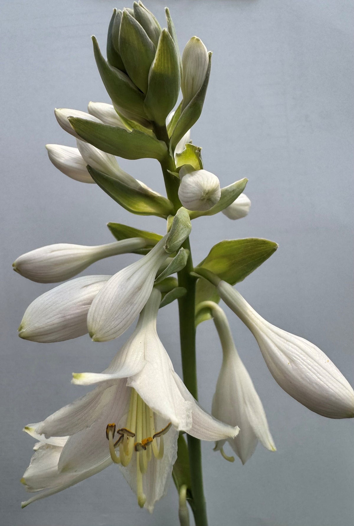 Hosta sieboldiana 'Frances Williams' Blaue Gelbrand-Funkie