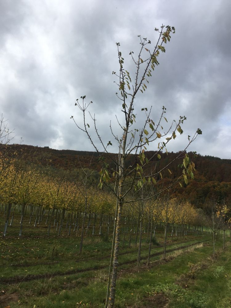 Prunus av.'Burlat' CAC Süßkirsche 'Burlat' 2.KW