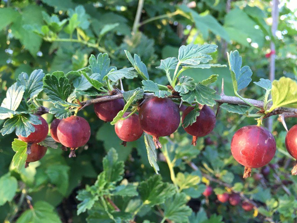 Ribes uva-crispa 'Hinnonmäki rot' CAC II Stachelbeere 'Hinnonmäki rot'