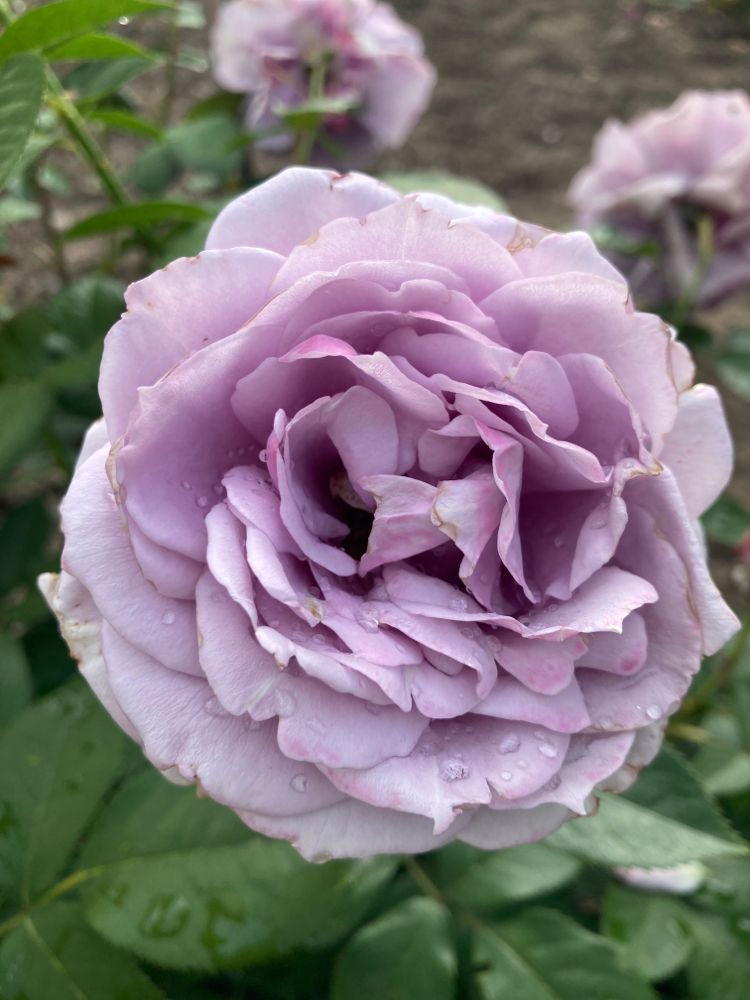 Rosa 'Novalis' -R- BT V Beetrose 'Novalis' -R- ADR-Rose
