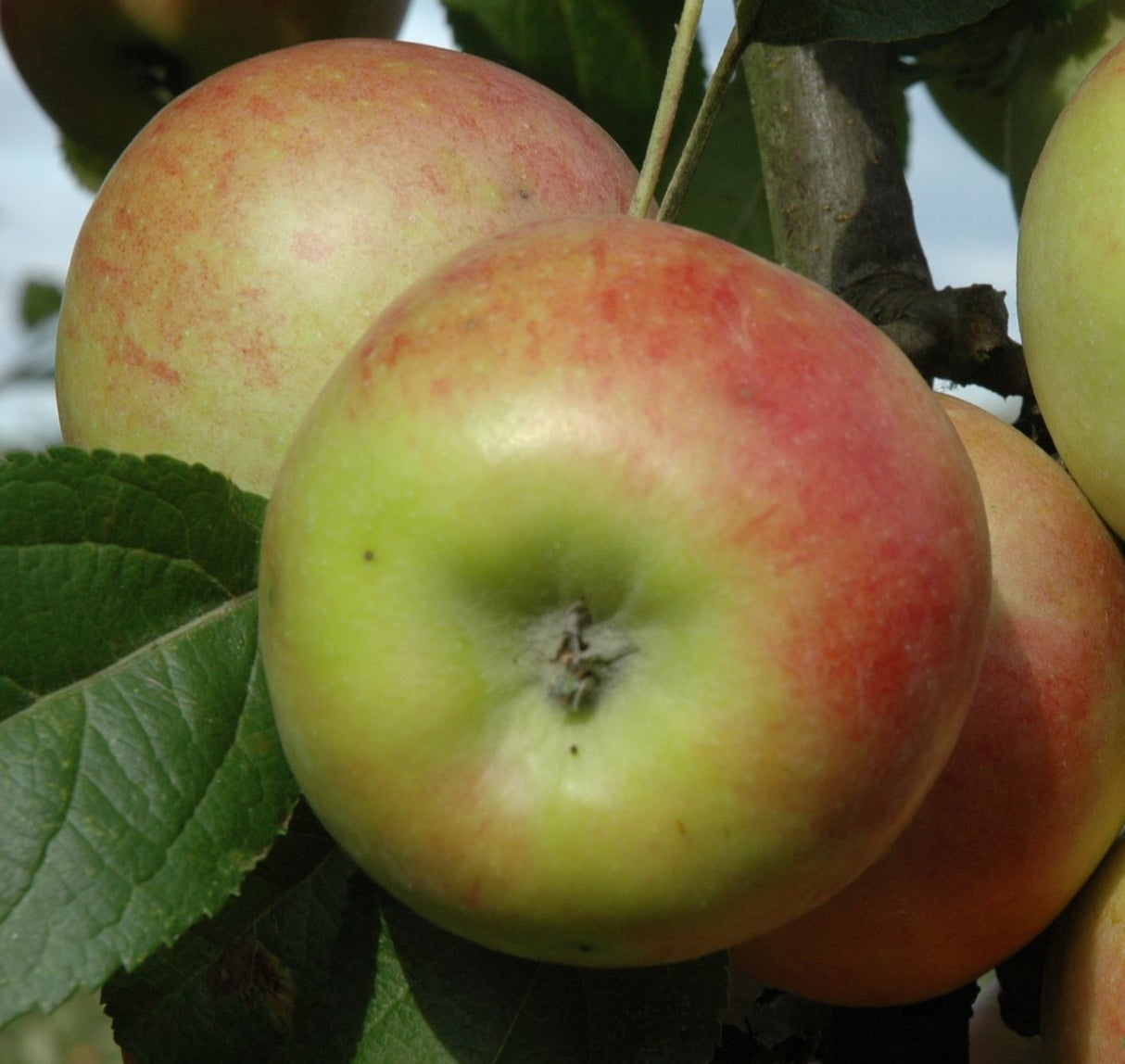 Malus 'Falstaff' CAC Apfel 'Falstaff'
