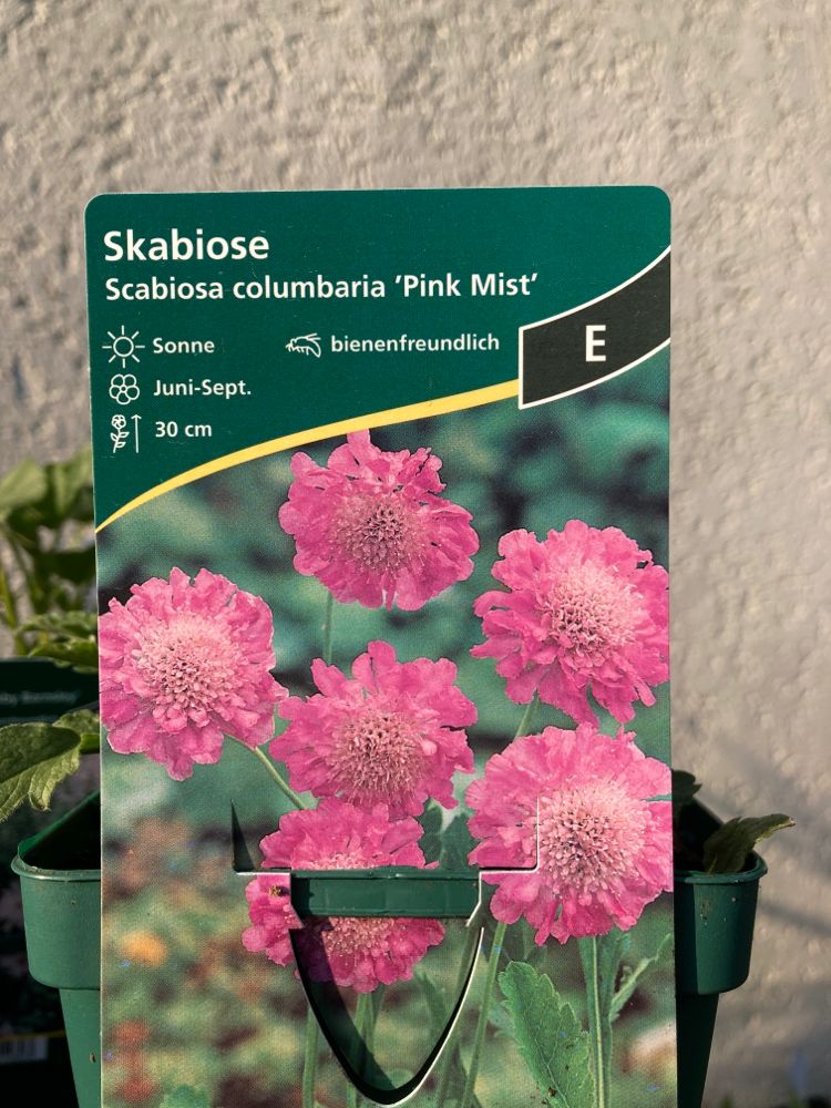 Scabiosa columbaria 'Pink Mist' Tauben-Skabiose