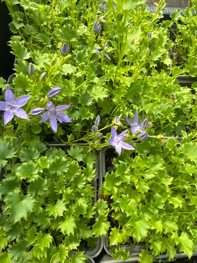 Campanula garganica 'Erinus Major' Sternförmige Glockenblume