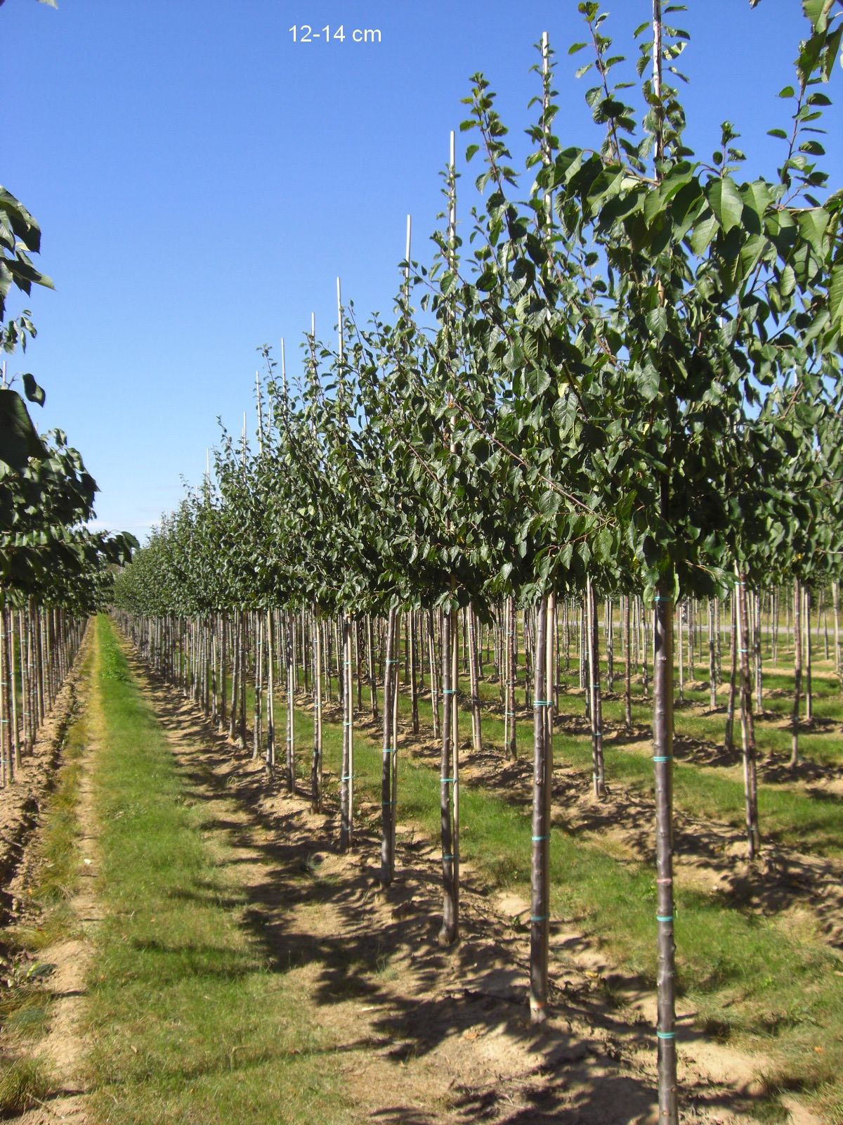 Prunus dom.'Wangenhm. Frühzwetsche' CAC Zwetsche 'Wangenheimer Frühzwetsche'