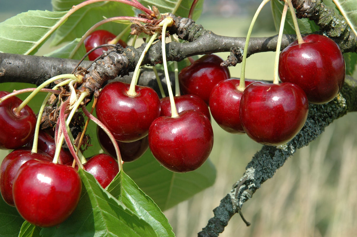 Prunus av.'Große Schwarze Knorpelk.' CAC Süßkirsche 'Große Schw.Knorpelkirsche'6.KW