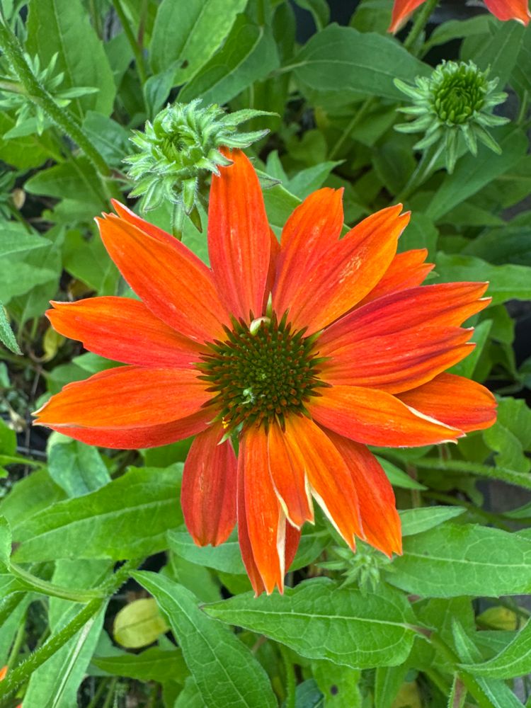 Echinacea purpurea, orange Scheinsonnenhut