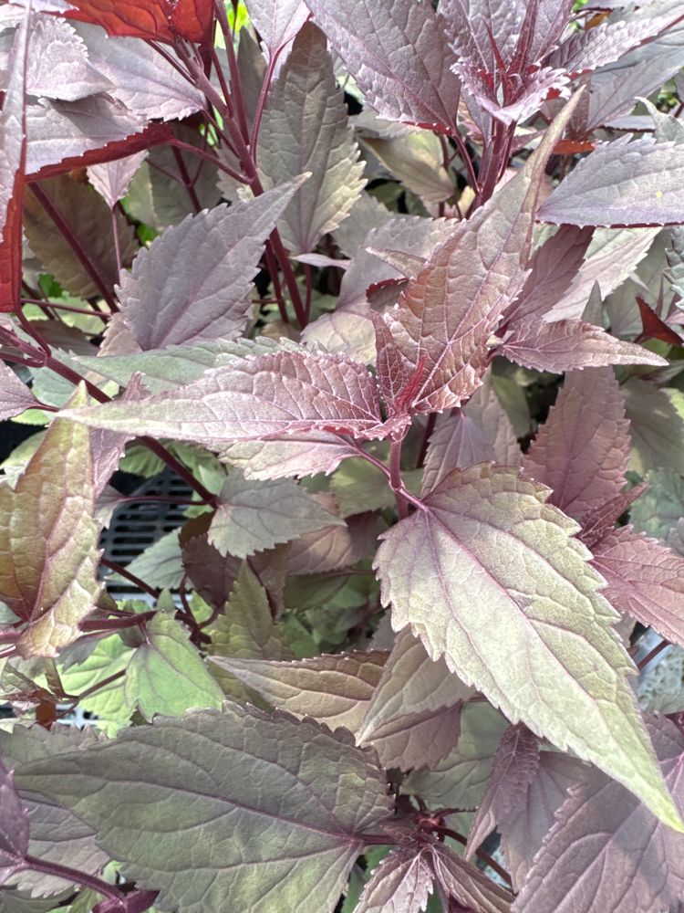 Eupatorium rugosum 'Chocolate' Braunblättriger Wasserdost
