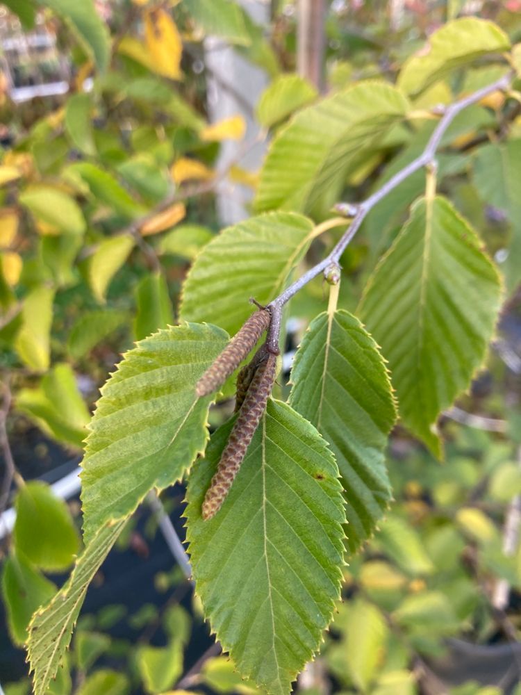 Ostrya carpinifolia Gewöhnliche Hopfenbuche