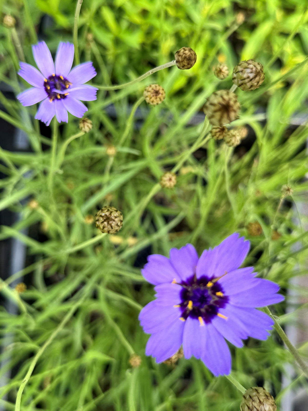 Catananche caerulea Blaublühende Rasselblume