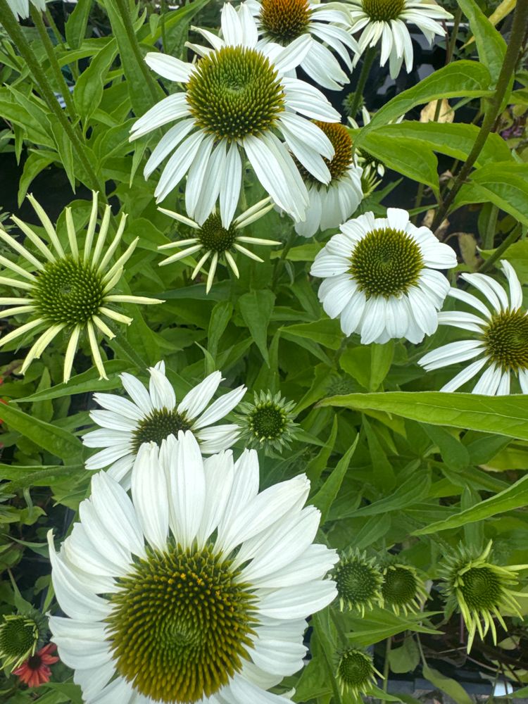 Echinacea purpurea 'Alba' Scheinsonnenhut