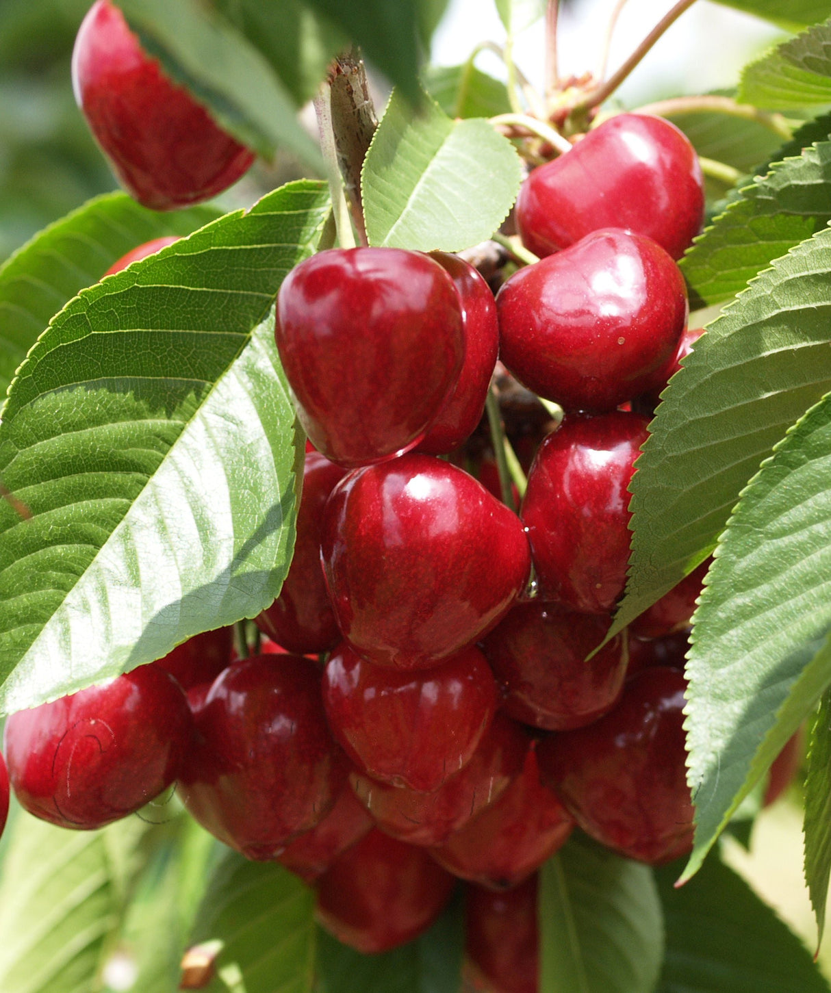 Prunus av.'Summit' CAC Süßkirsche 'Summit'